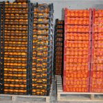 اعلام جایزه صادراتی برای پرتقال و نارنگی