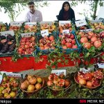 رونمایی تمبر انار بهشهر در چهارمین جشنواره انار اشرف