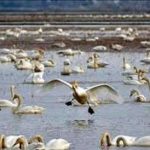 150 گونه پرنده زمستان گذران ، مهمان تالاب های مازندران