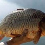کاهش شدید قیمت ماهی کپور در مازندران به علت توقف صادرات به عراق