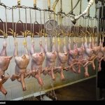 طرح کاهش سن کشتار مرغ های گوشتی کشور از آذرماه اجرا می شود