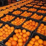 قیمت خرید پرتقال از ذخیره سازان شب عید مشخص شد
