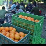 برگزاری نمایشگاه عرضه مستقیم مرکبات مازندران در تهران