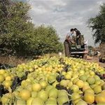 محدویتی برای خرید مرکبات درجه ۳ وجود ندارد