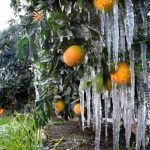 تدبیر دولت ، پرتقال های سرما زده مازندران را نقد کرد
