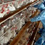 مرغداریهای صنعتی مازندران عاری از آنفلوانزا است
