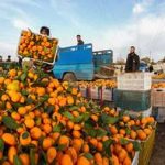 خرید تضمینی حدود یک هزار تن پرتقال درجه ۳ باغداران نکایی