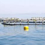 استقرار ۷۲ قفس پرورش ماهی قزل آلا در محدوده ساحلی مازندران