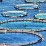 توسعه طرح پرورش ماهی در قفس در دریای خزر