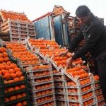 پرداخت مطالبات باغداران مازندران پیش از نوروز / خرید پرتقال درجه سه از سر گرفته شد