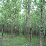 آغاز درختکاری در بیش از چهارهزارو ۵۰۰هکتار از اراضی مازندران
