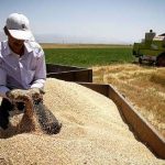 افزایش سه برابری درآمد کشاورزان در دولت یازدهم