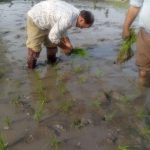 افزایش سه هزار هکتاری سطح زیر کشت برنج در مازندران