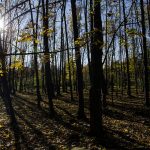 طرح تنفس جنگل در مازندران اجرا شود
