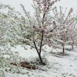 برف فروردین ۱۸۰ میلیارد تومان باغ های مازندران خسارت زد