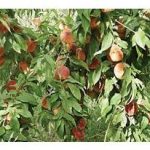 مشاهده مگس میوه بر روی هلو و شلیل در مازندران