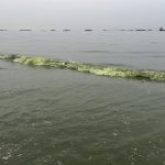معاون تحقیقاتی پژوهشکده اکولوژی دریای خزر: وجود جلبک در دریای خزر ، نشانه افزایش آلودگی است