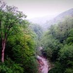 نقش جنگل‌ها در تولید و حفظ آب