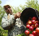 باغداران مازنی ۲ هزار تن شلیل صادر کردند